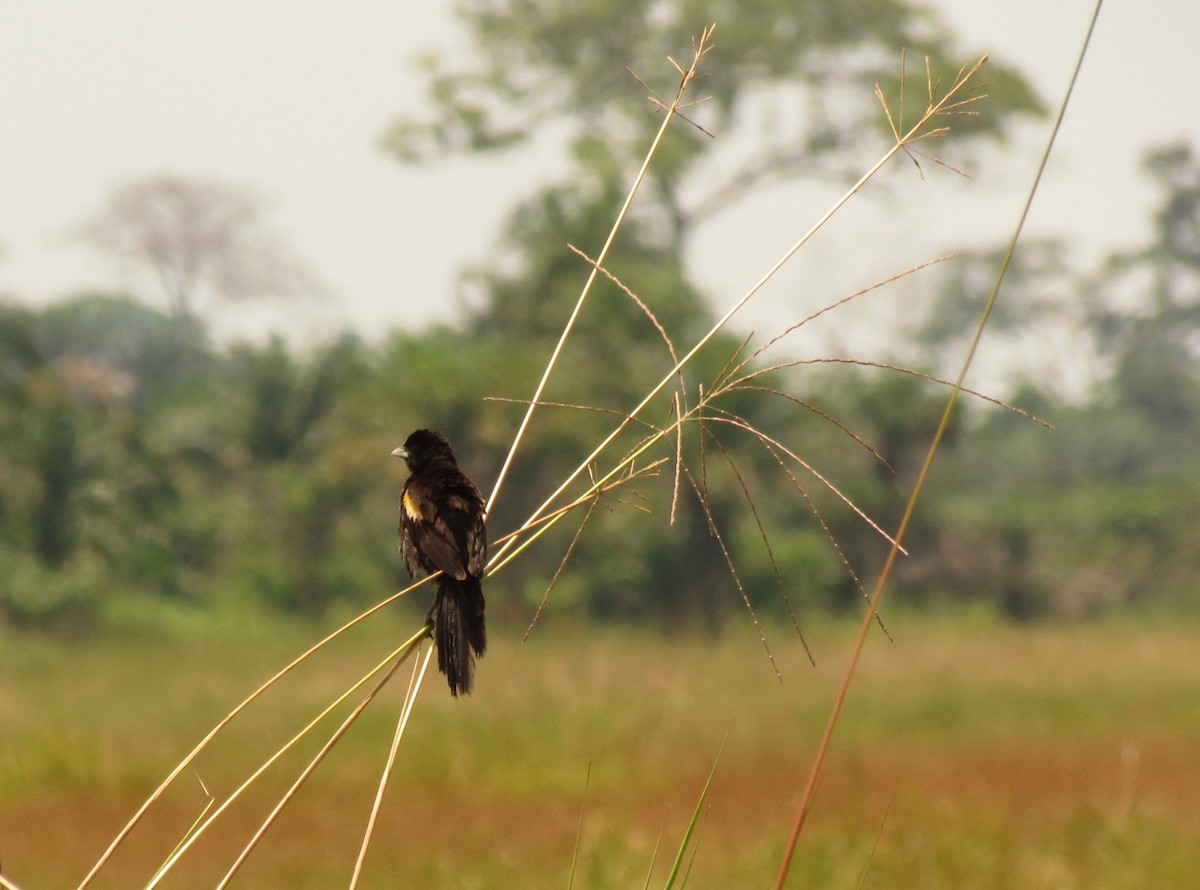 Marsh Widowbird - ML60916261