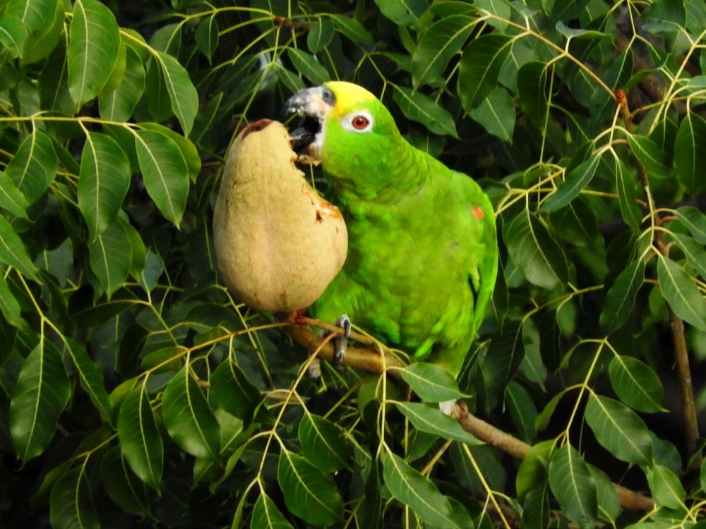 Yellow-crowned Parrot - ML609162643