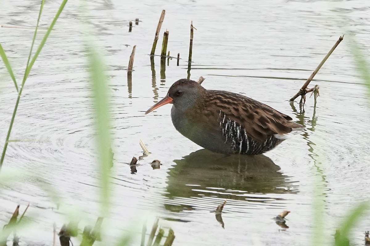 Water Rail - ML609162676