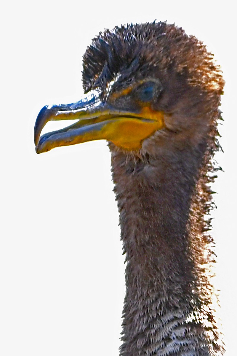 Double-crested Cormorant - ML609162730