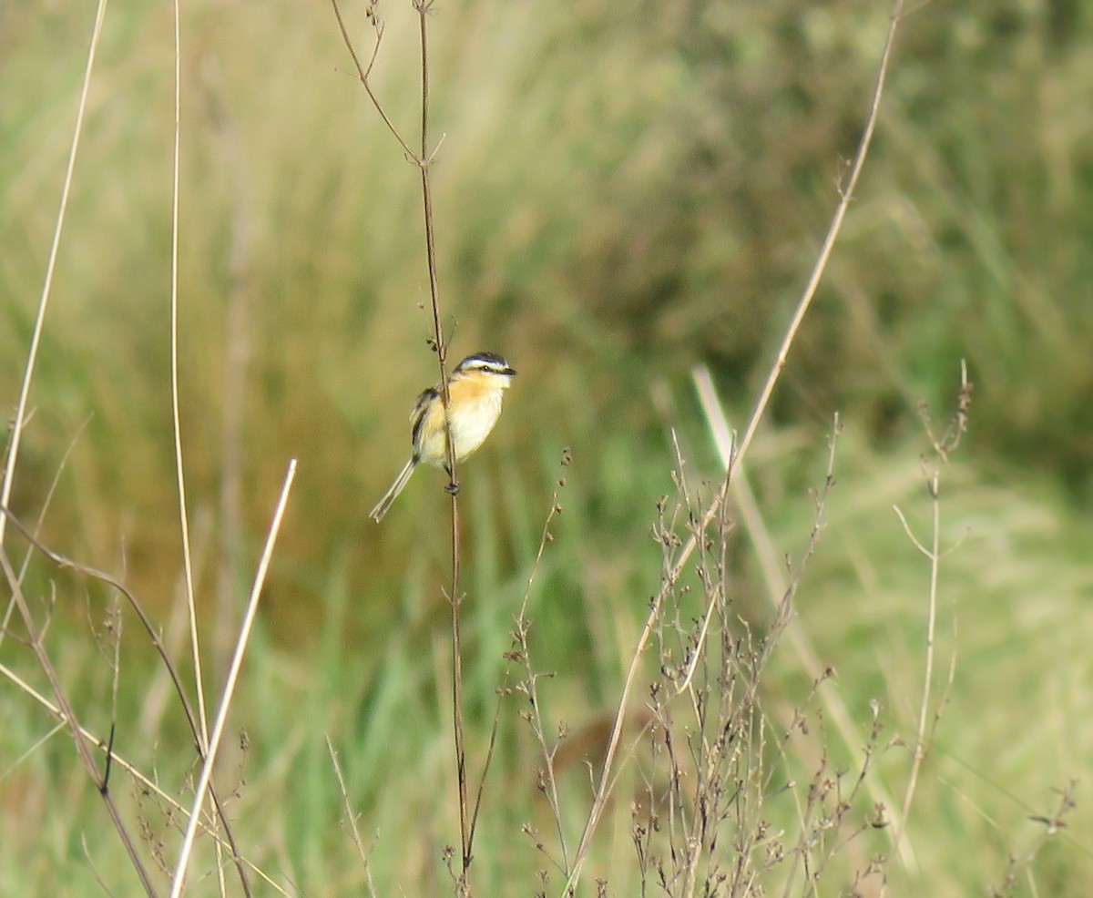 Sharp-tailed Tyrant - ML609162901