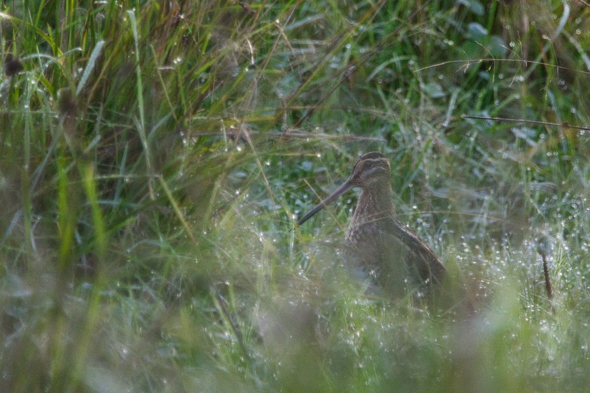 Common Snipe - ML609162986