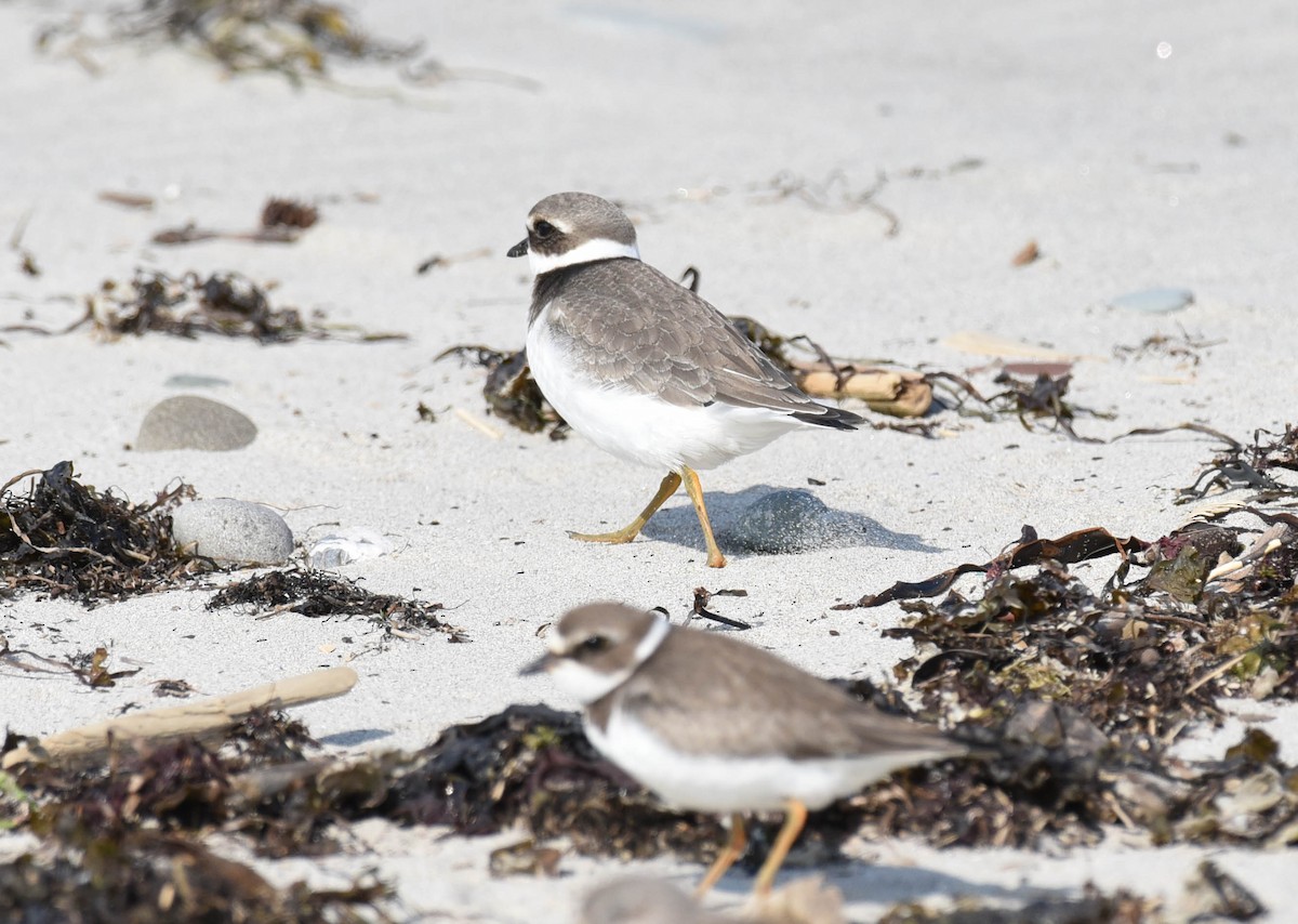 Common Ringed Plover - Kathy Marche