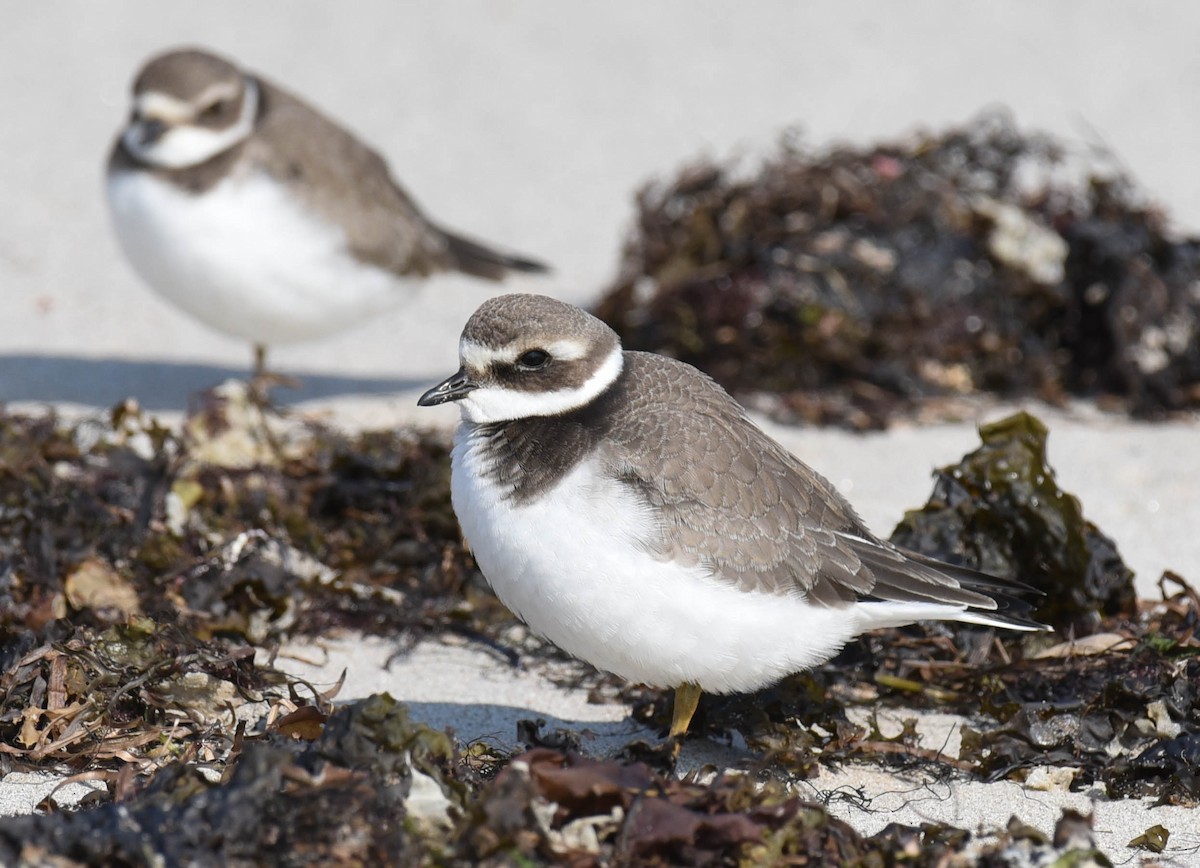 Common Ringed Plover - ML609162995