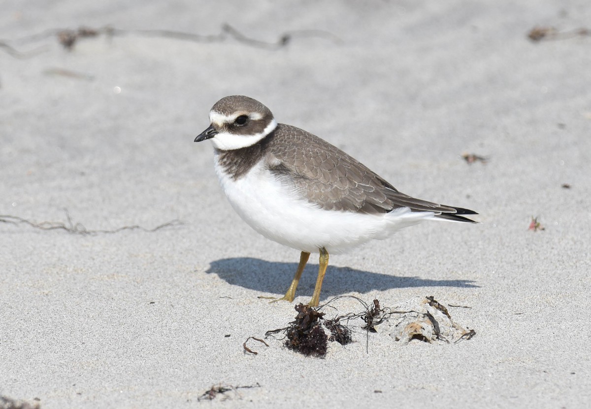 Common Ringed Plover - ML609162996