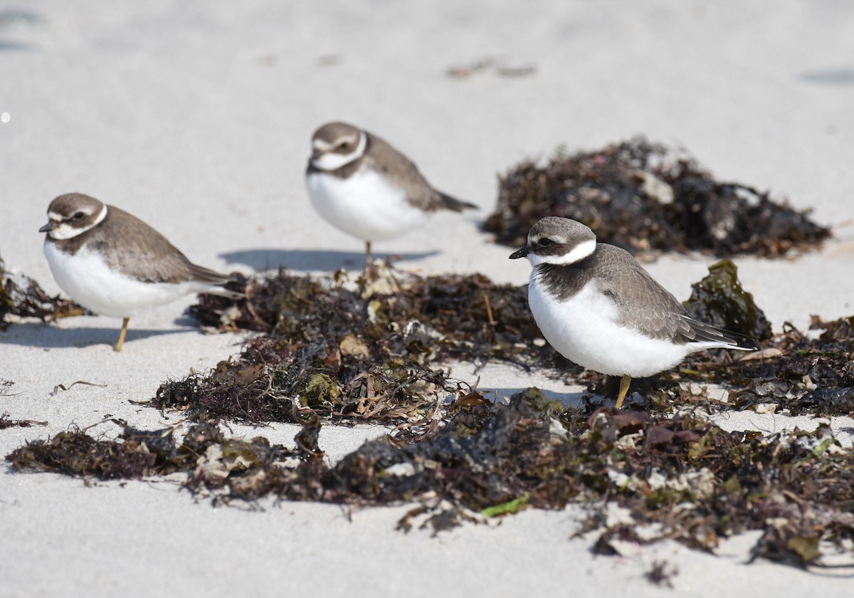 Common Ringed Plover - ML609162997