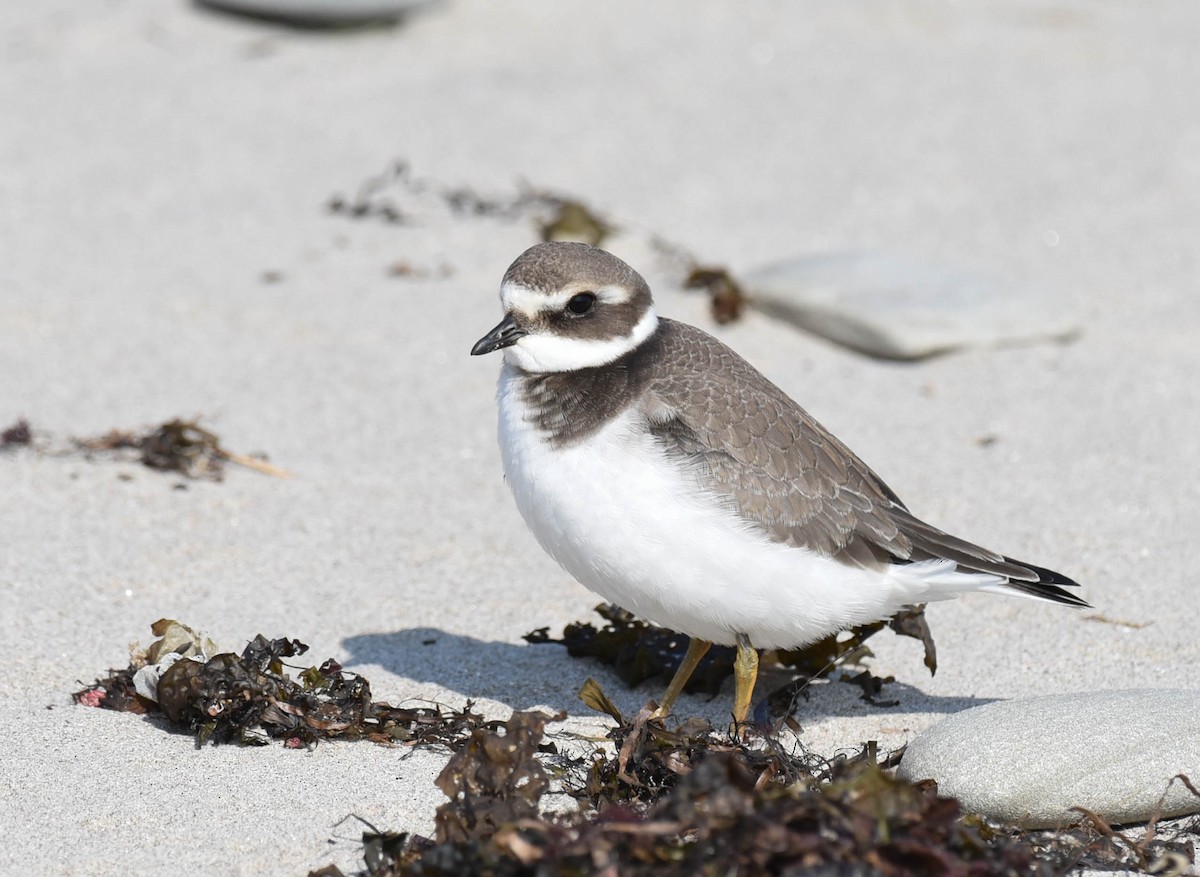 Common Ringed Plover - ML609162998