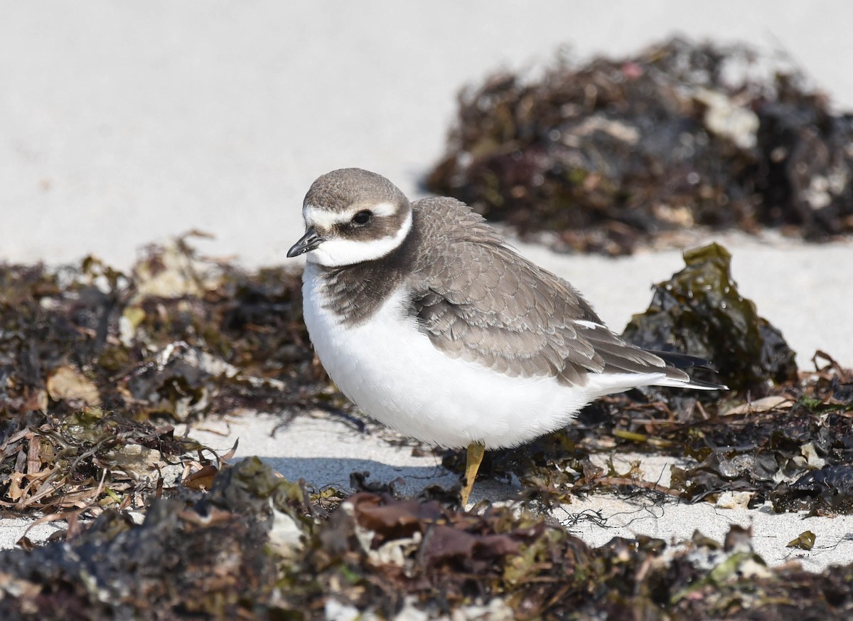 Common Ringed Plover - ML609162999
