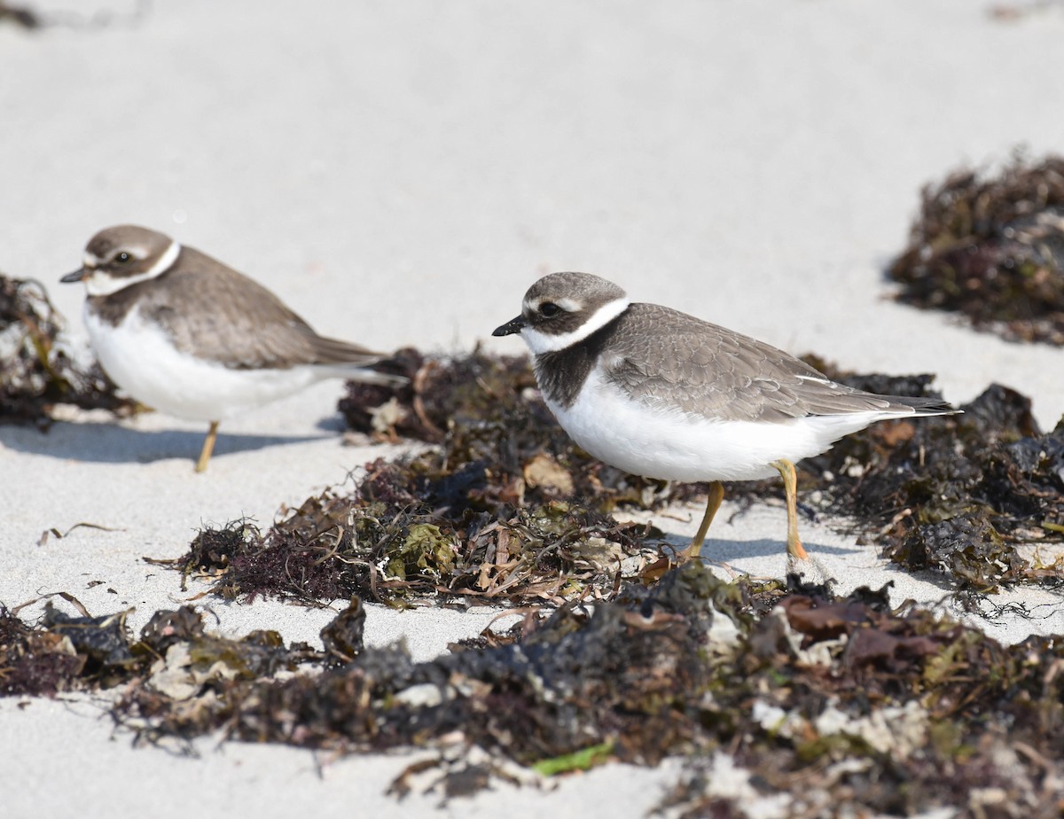 Common Ringed Plover - ML609163000