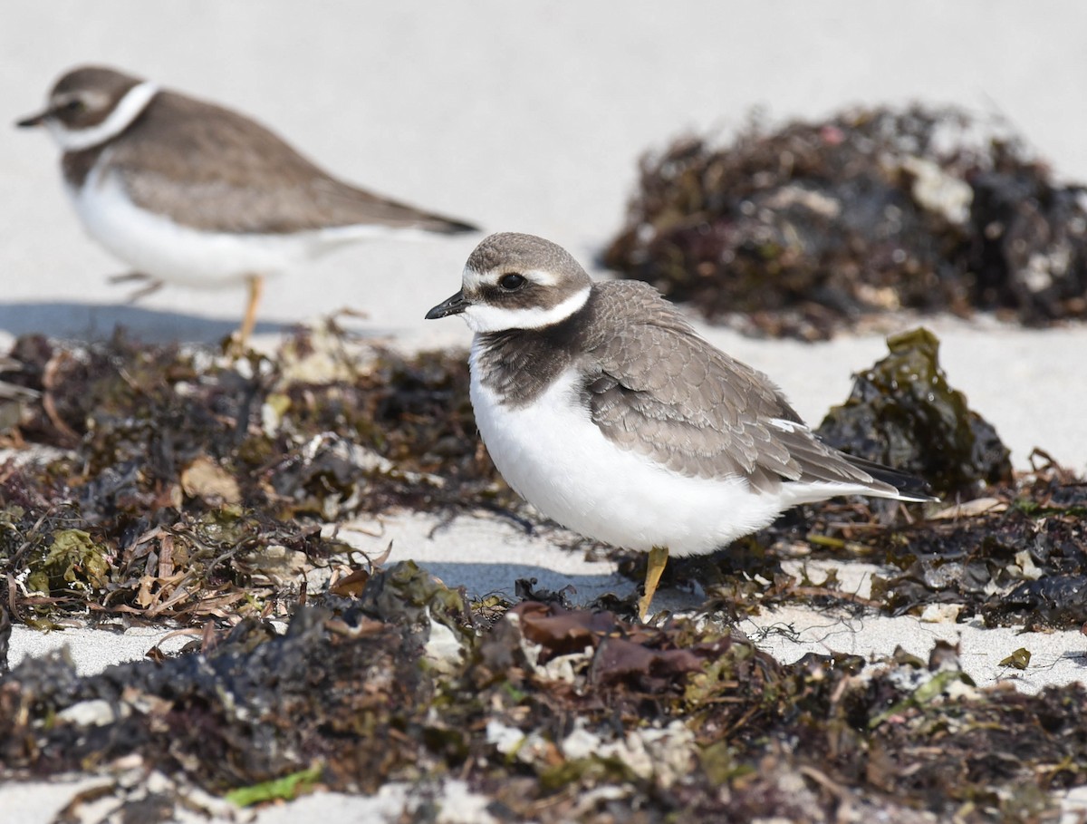 Common Ringed Plover - ML609163001