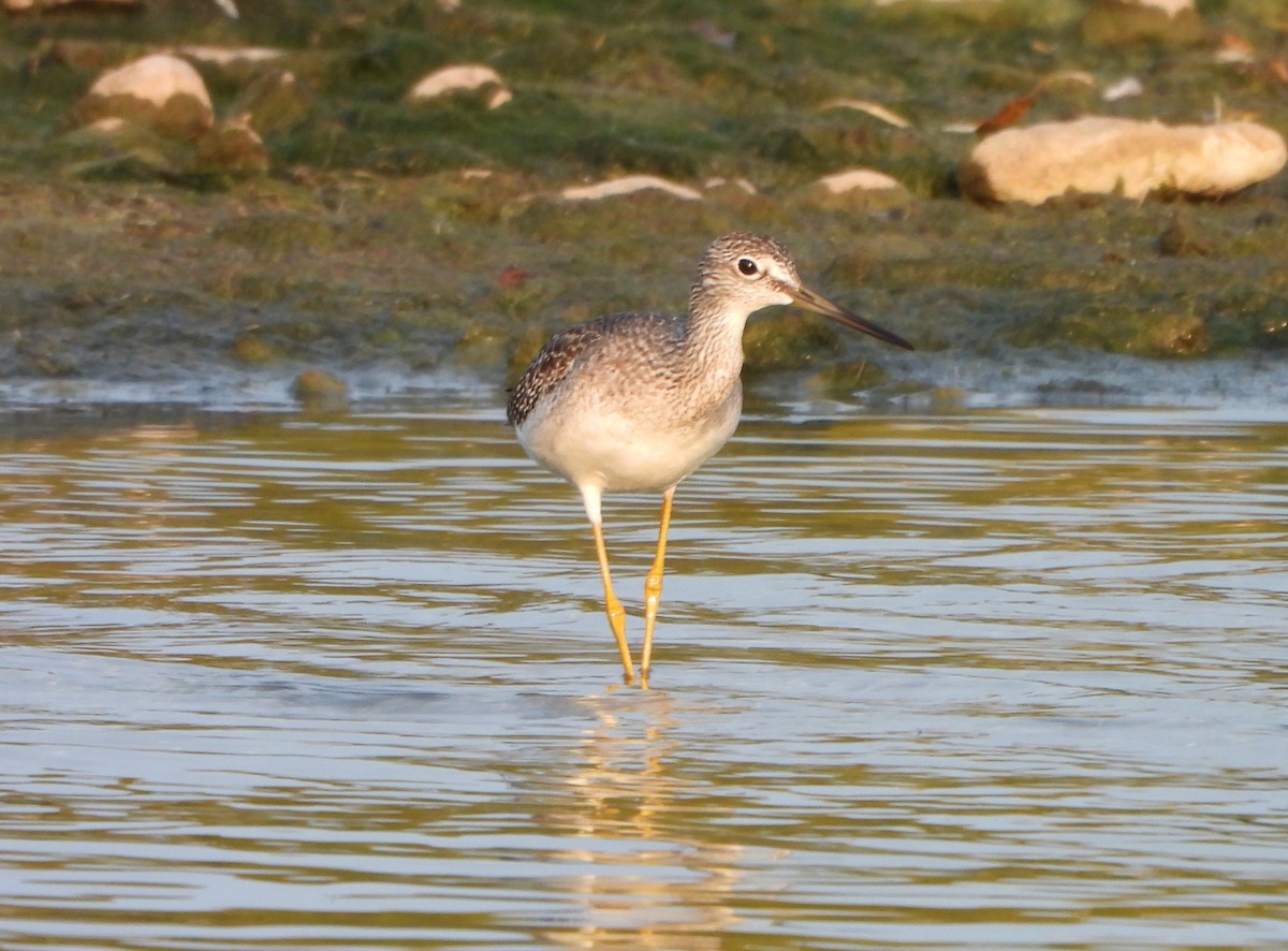 Greater Yellowlegs - ML609163088