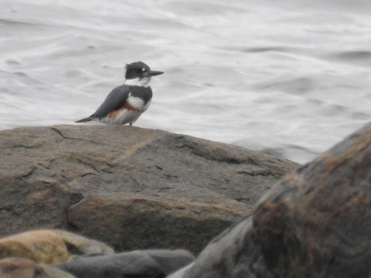 Belted Kingfisher - ML609163139