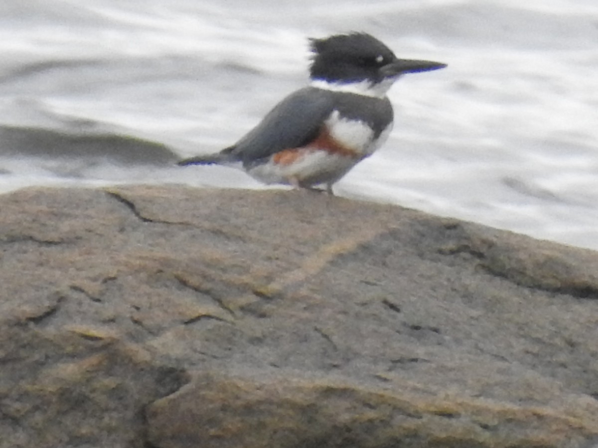 Belted Kingfisher - ML609163140