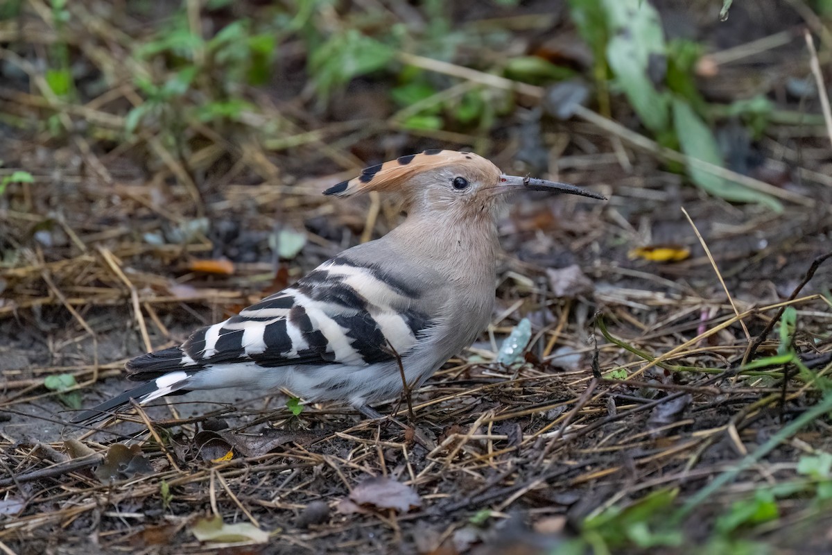 Eurasian Hoopoe - ML609163183