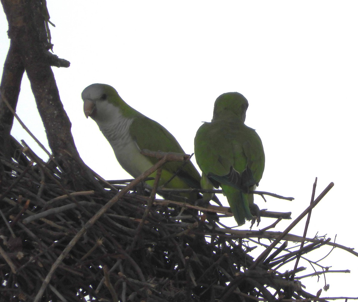 Monk Parakeet - ML609163214