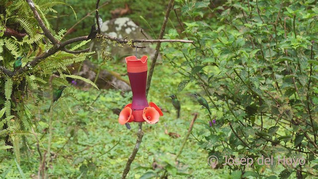 kolibřík fialovočelý - ML609163224
