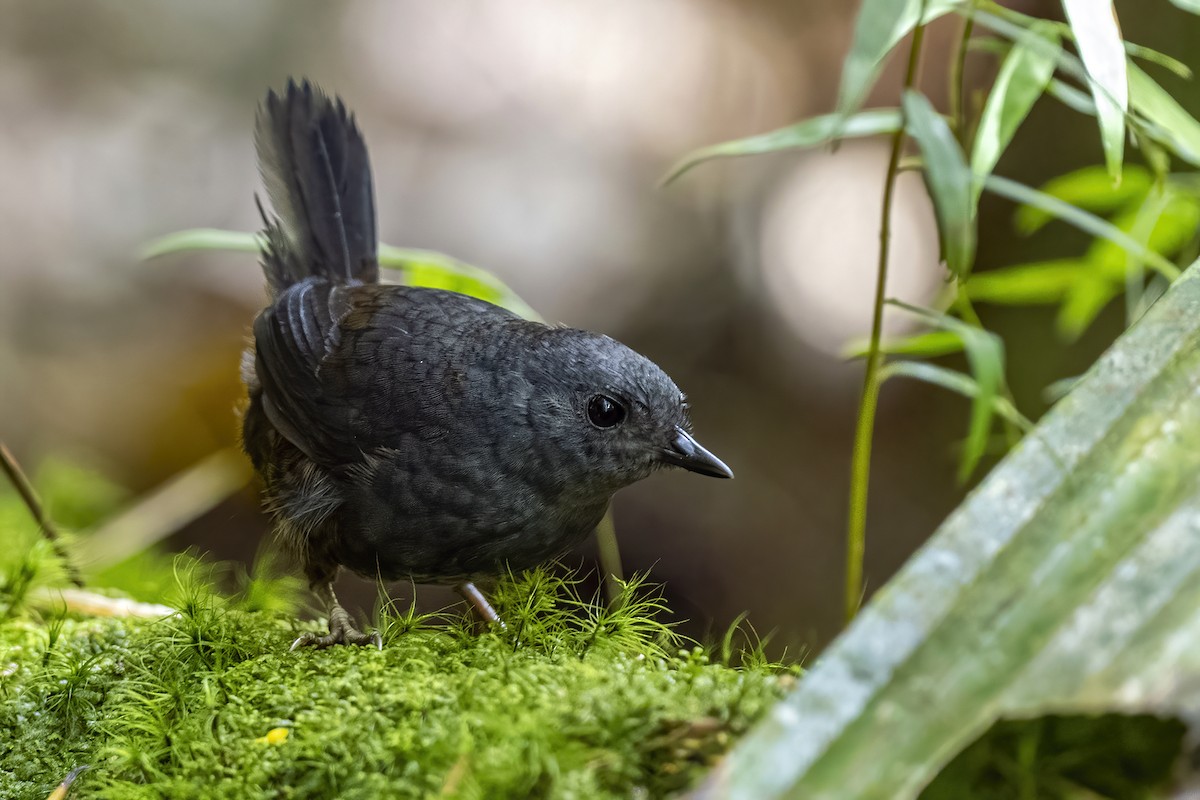 Stiles's Tapaculo - Su Li