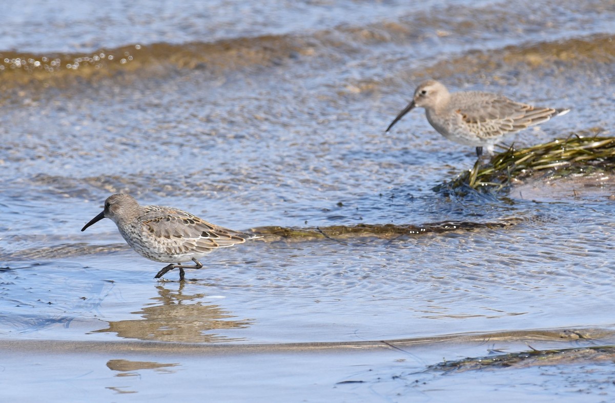 Dunlin - Kathy Marche