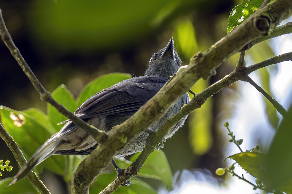 Chestnut-capped Piha - ML609163397