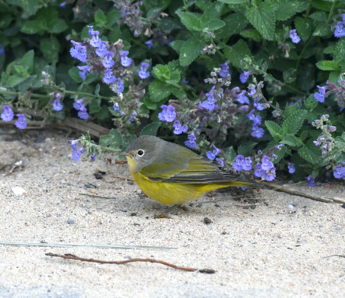 Nashville Warbler - ML609163514