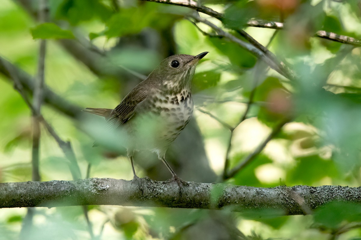 Gray-cheeked Thrush - ML609163517