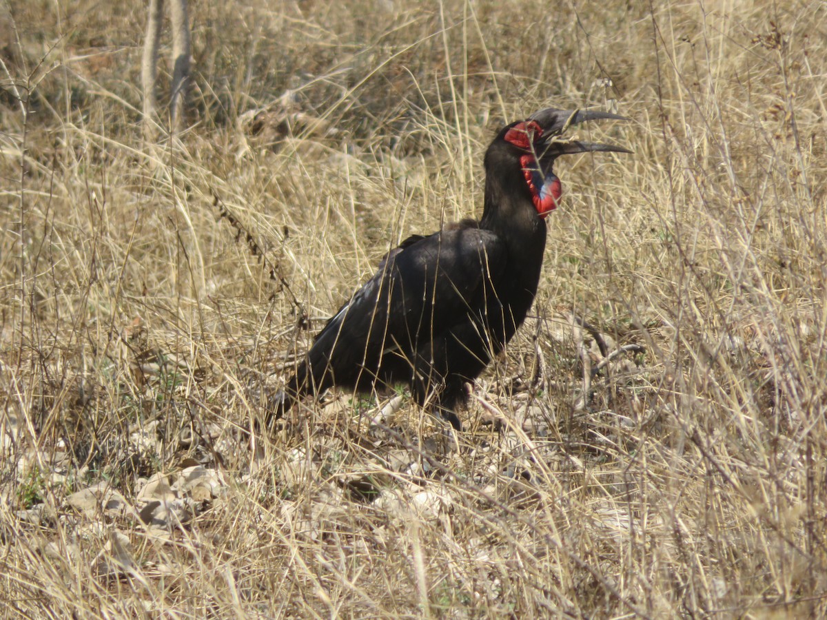 Southern Ground-Hornbill - Alexis Lamek