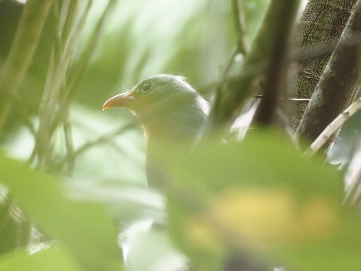 Red-billed Malkoha - ML609163558