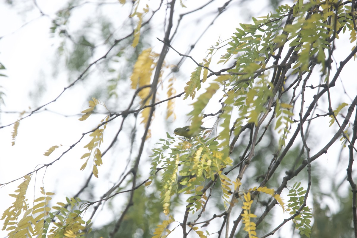 Northern Parula - Paul Miller