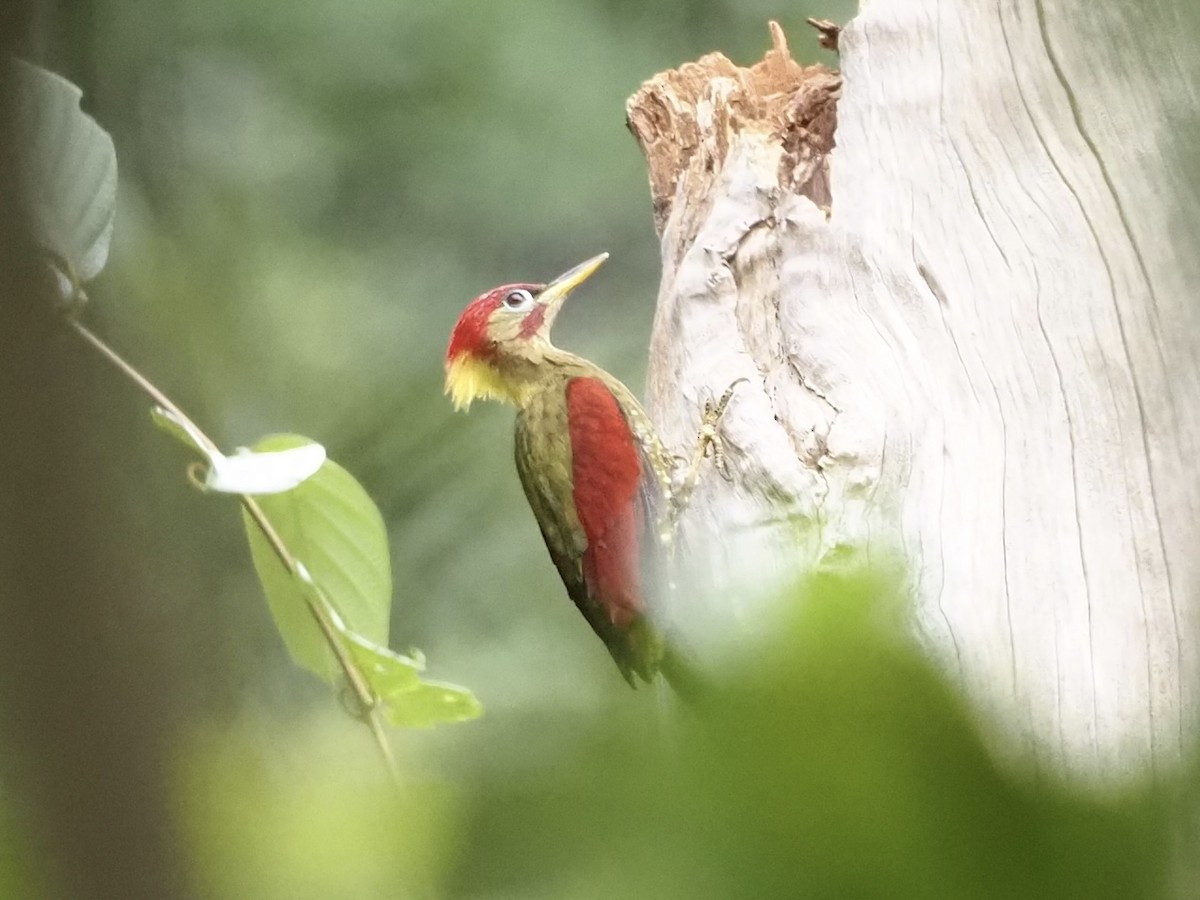Crimson-winged Woodpecker - ML609163570