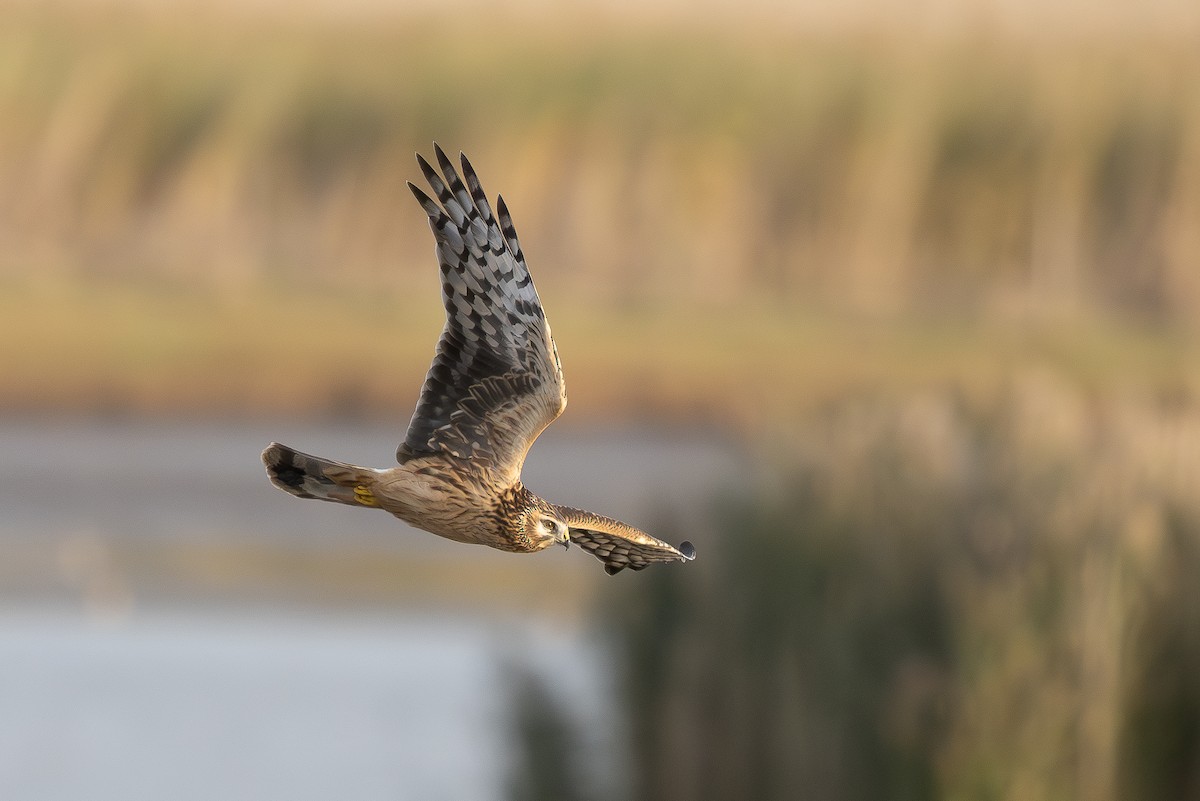 Aguilucho Pálido - ML609163630