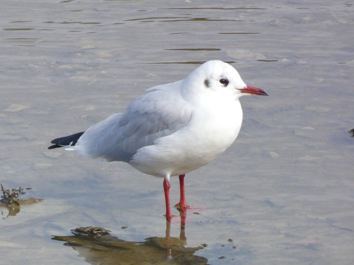 Mouette rieuse - ML609163680
