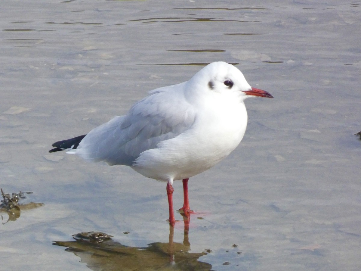 Black-headed Gull - ML609163680