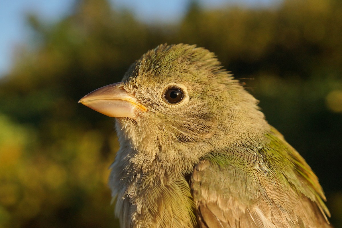 Painted Bunting - ML609163776