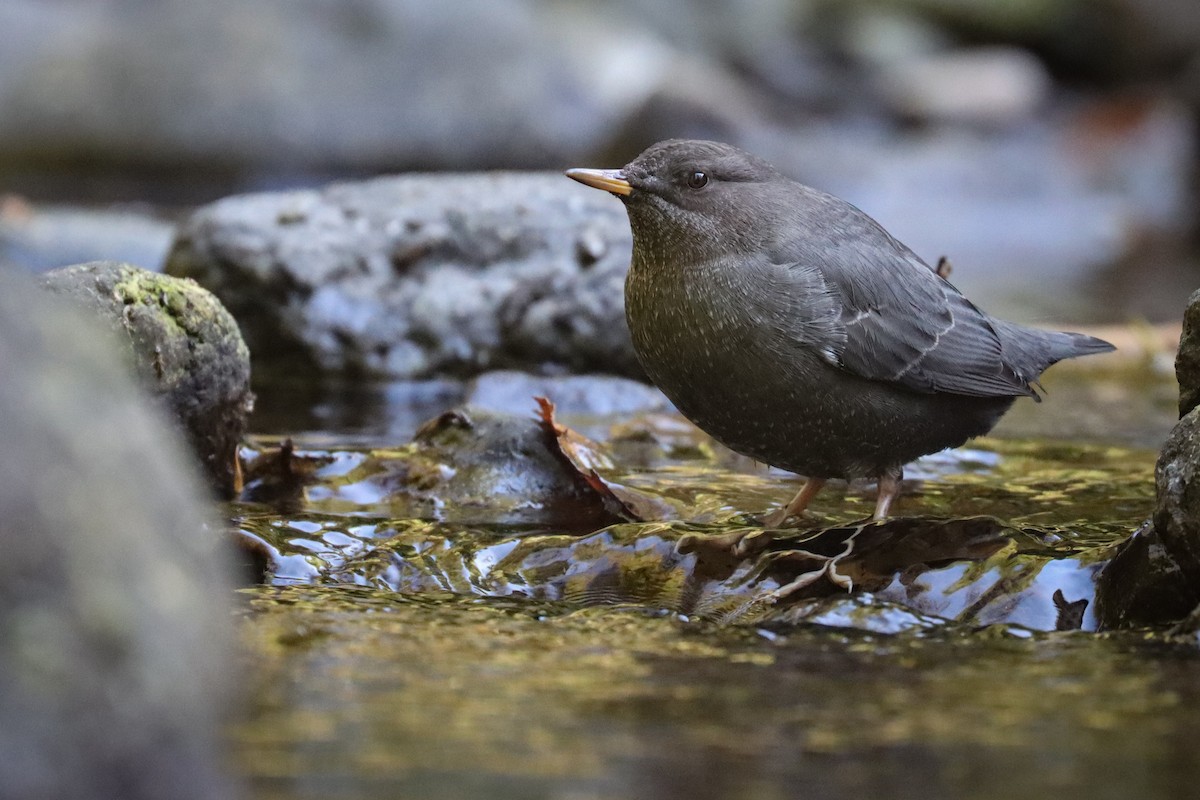 American Dipper - ML609163936