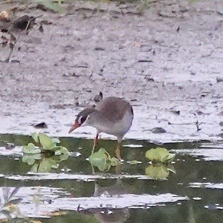 White-browed Crake - ML609163981