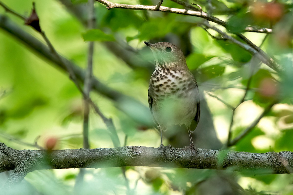 Gray-cheeked Thrush - ML609164064
