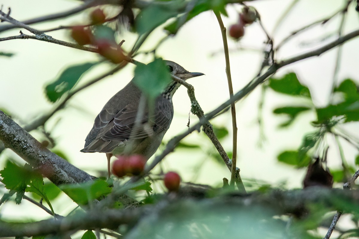Gray-cheeked Thrush - ML609164065
