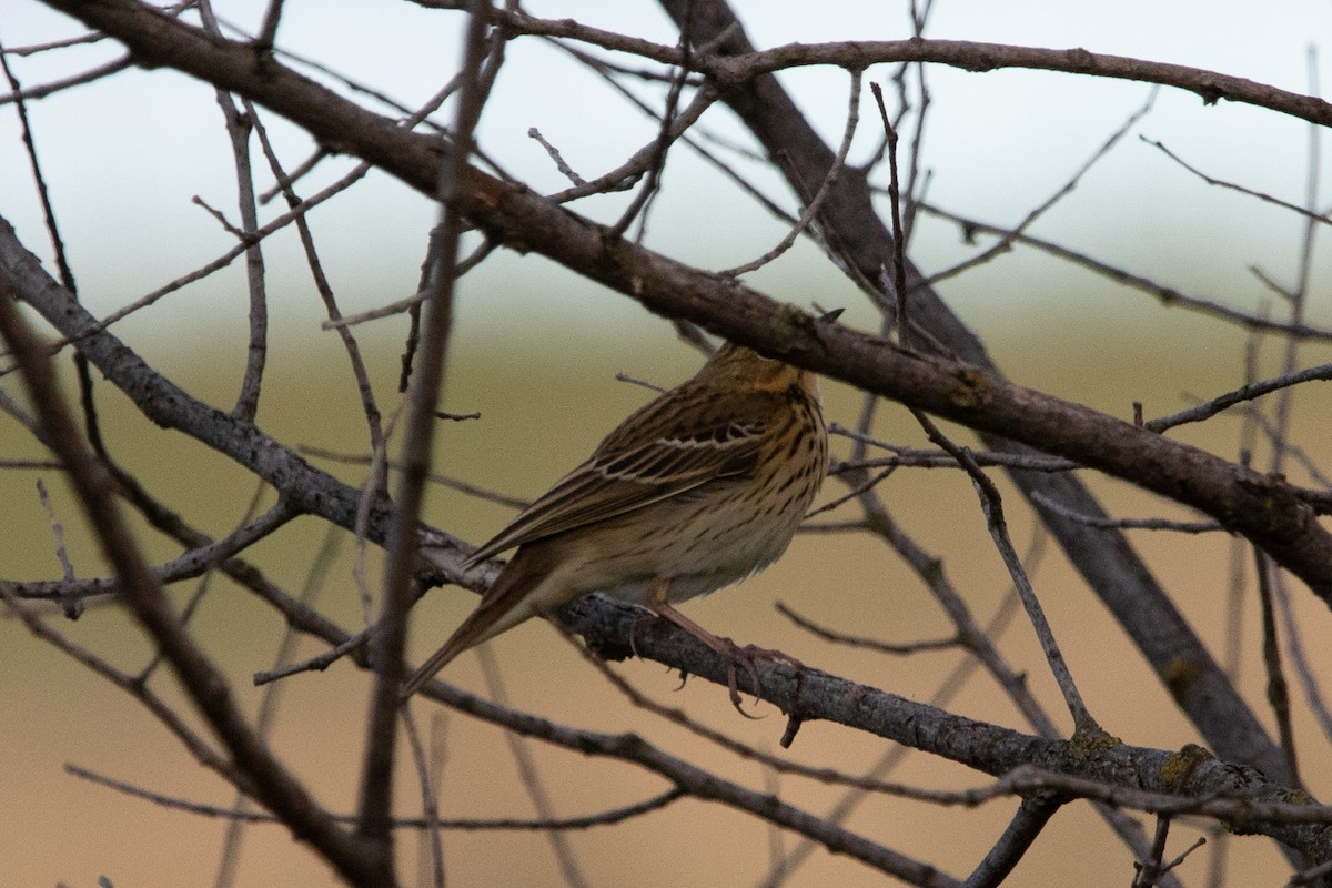 Tree Pipit - ML609164108