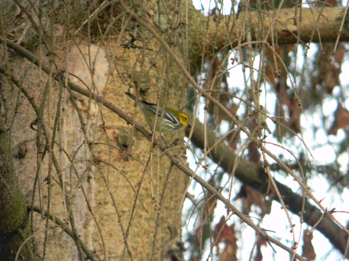 Black-throated Green Warbler - ML609164179