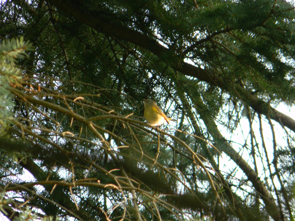 Nashville Warbler - ML609164185