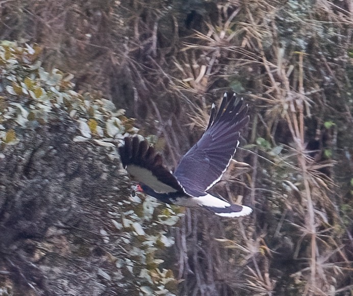 Mountain Caracara - José Martín