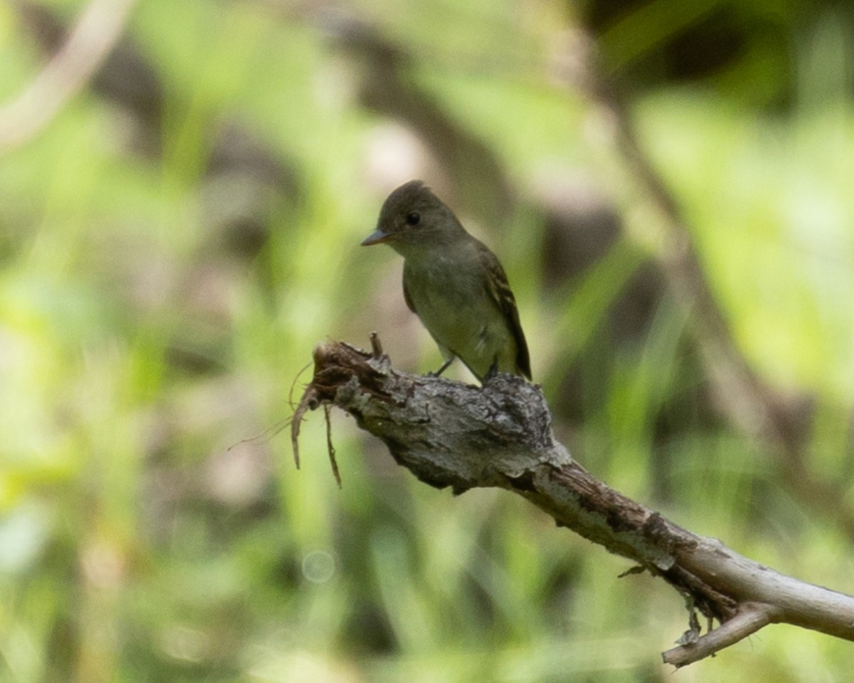 Willow Flycatcher - Trevor Sleight