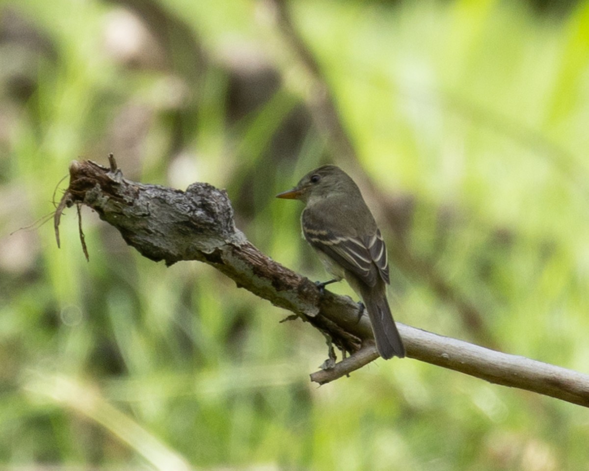 Willow Flycatcher - Trevor Sleight