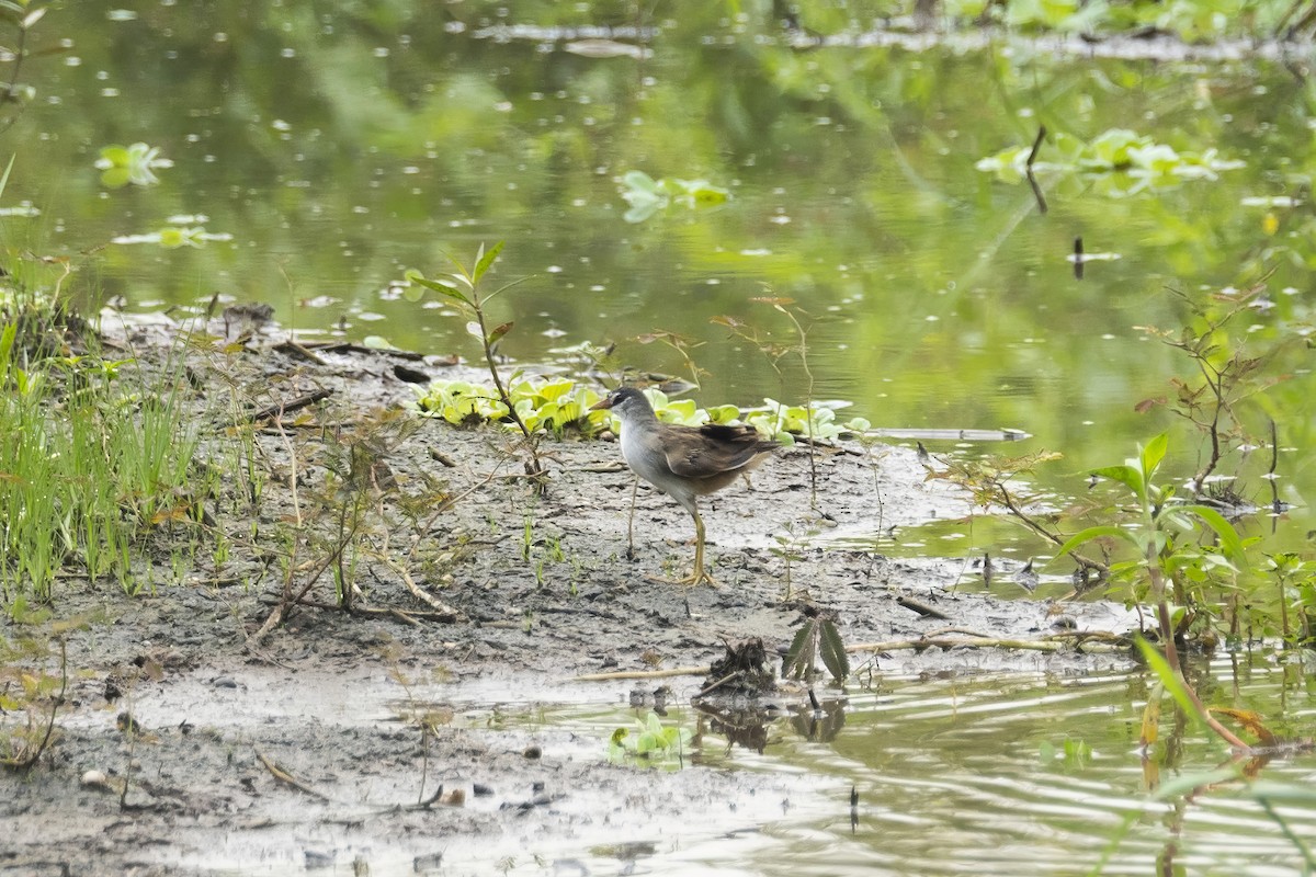 White-browed Crake - ML609164335