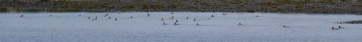 Common Merganser - ML609164397