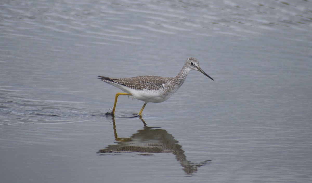 Greater Yellowlegs - ML609164410