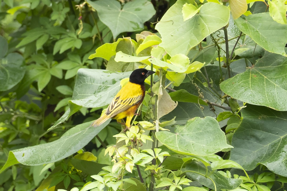 Golden-backed Weaver - Jinchi Han