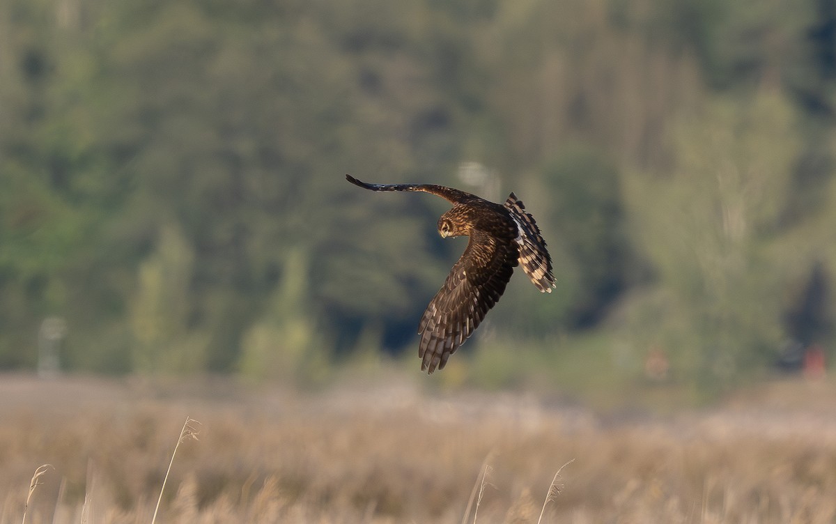 Hen Harrier - ML609164521