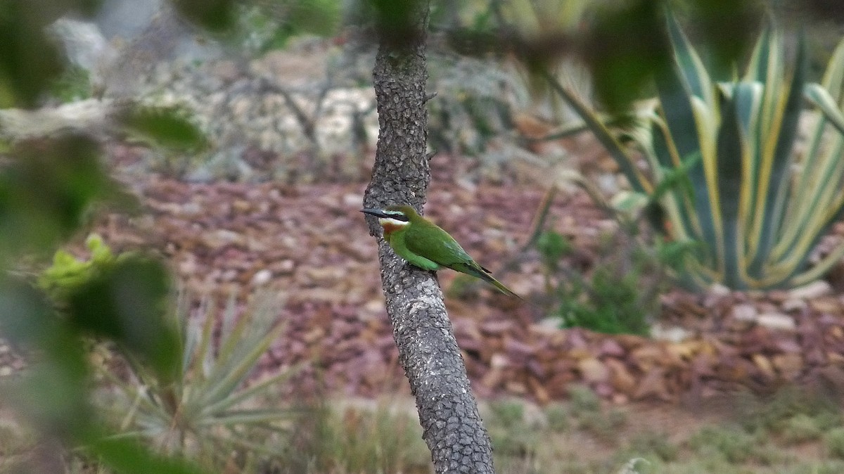 Madagascar Bee-eater - ML609164556