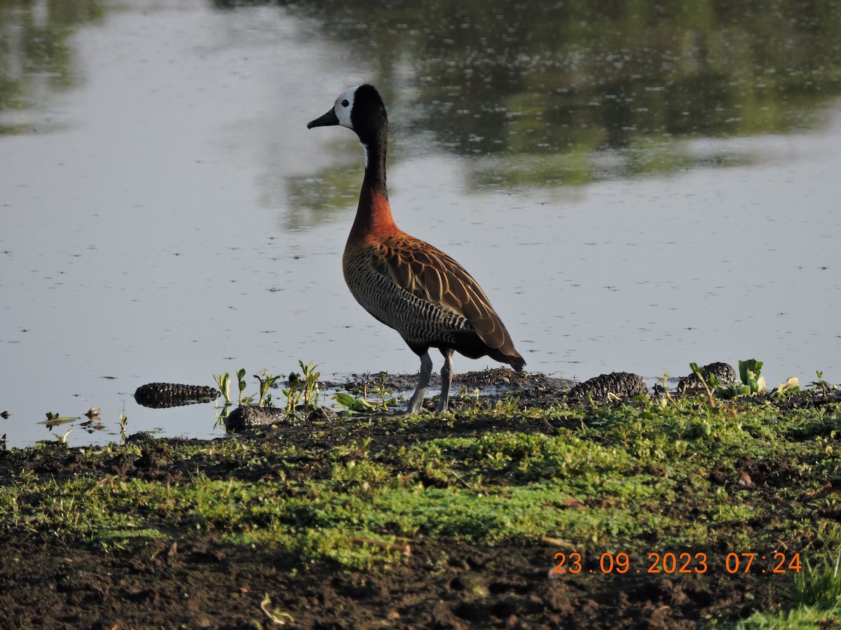 White-faced Whistling-Duck - ML609164571